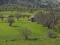 GR, Crete, Lasithi, Agios Georgios 12, Saxifraga-Jan van der Straaten